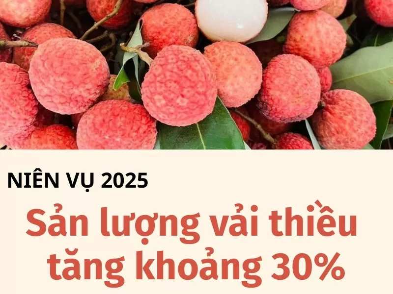 Niên vụ 2025: Sản lượng vải thiều tăng khoảng 30%