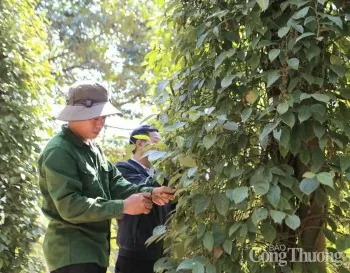 Giá tiêu hôm nay 24/5/2025: trong nước lao dốc giảm sâu