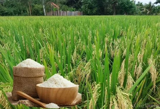 Giá lúa gạo hôm nay ngày 24/5: Lúa tươi quay đầu tăng