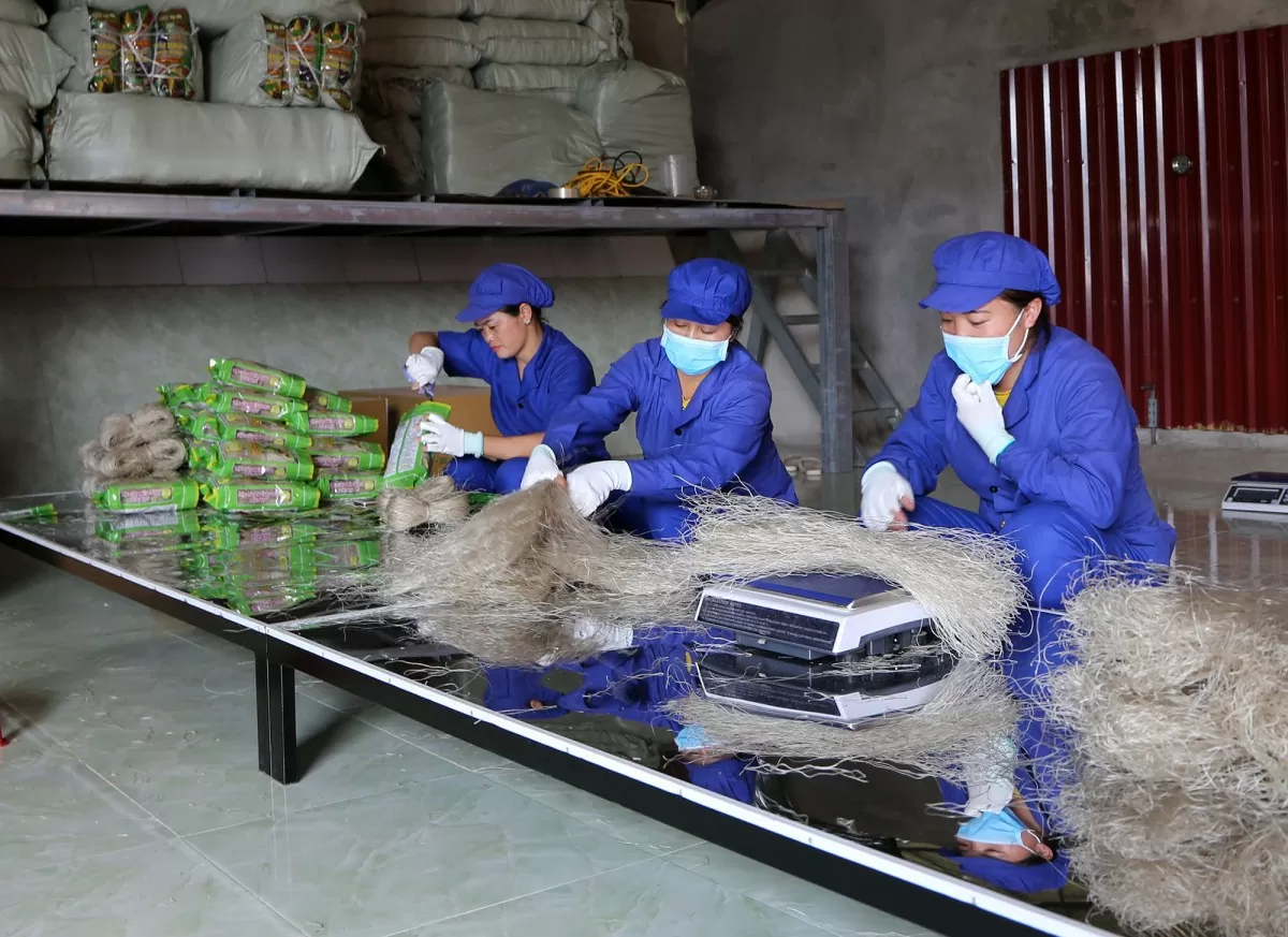 Miến dong Phú Bình được người dân địa phương và khách du lịch ưa chuộng, đặc biệt vào các dịp lễ Tết