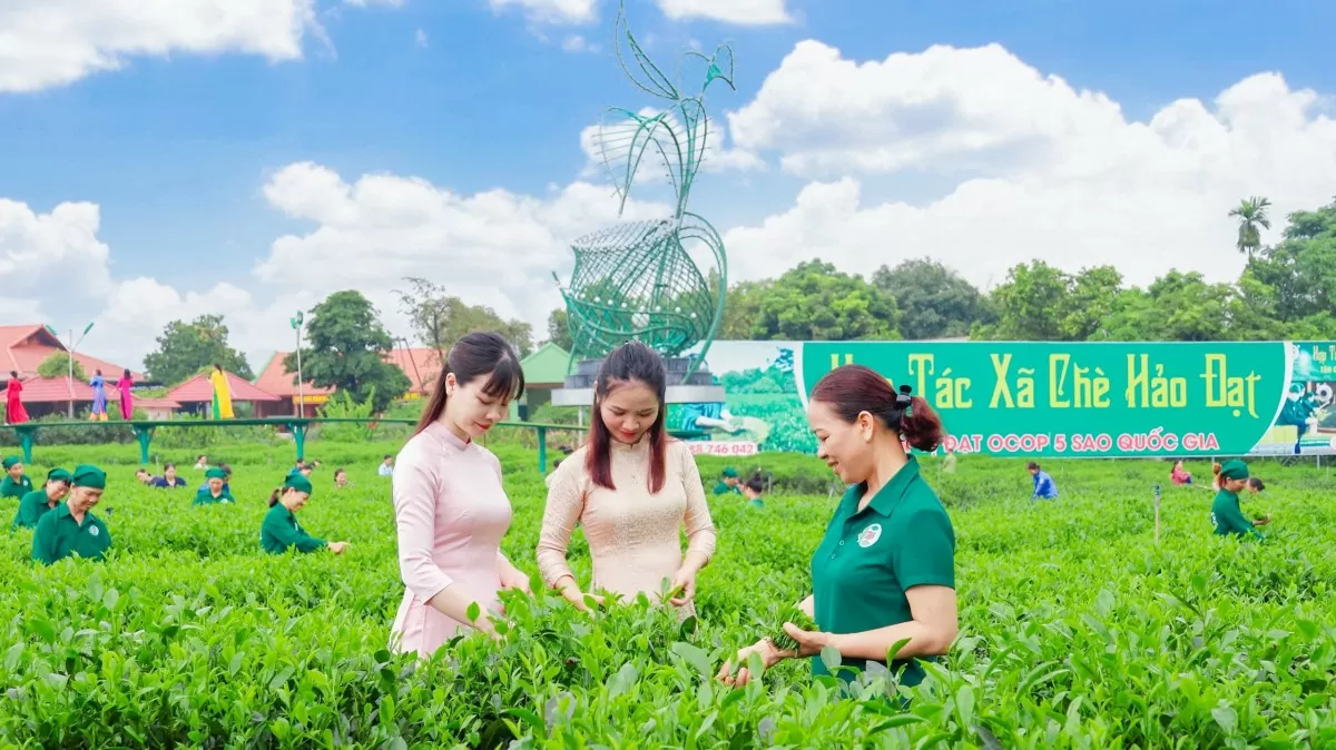 Thái Nguyên: 4 sản phẩm OCOP đạt 5 sao cấp quốc gia