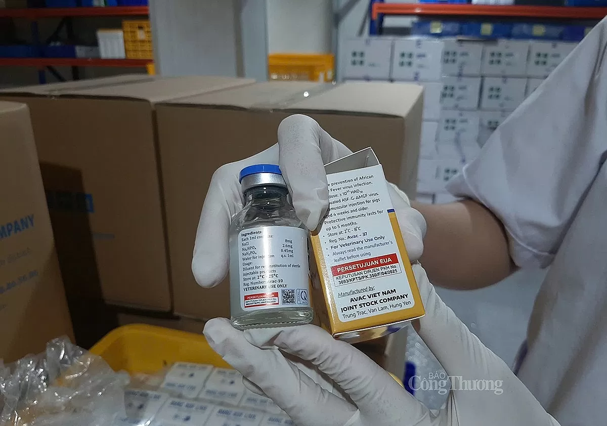 Indonesia đã trở thành quốc gia thứ ba, sau Việt Nam và Philippines, chính thức cho phép lưu hành vaccine AVAC ASF LIVE