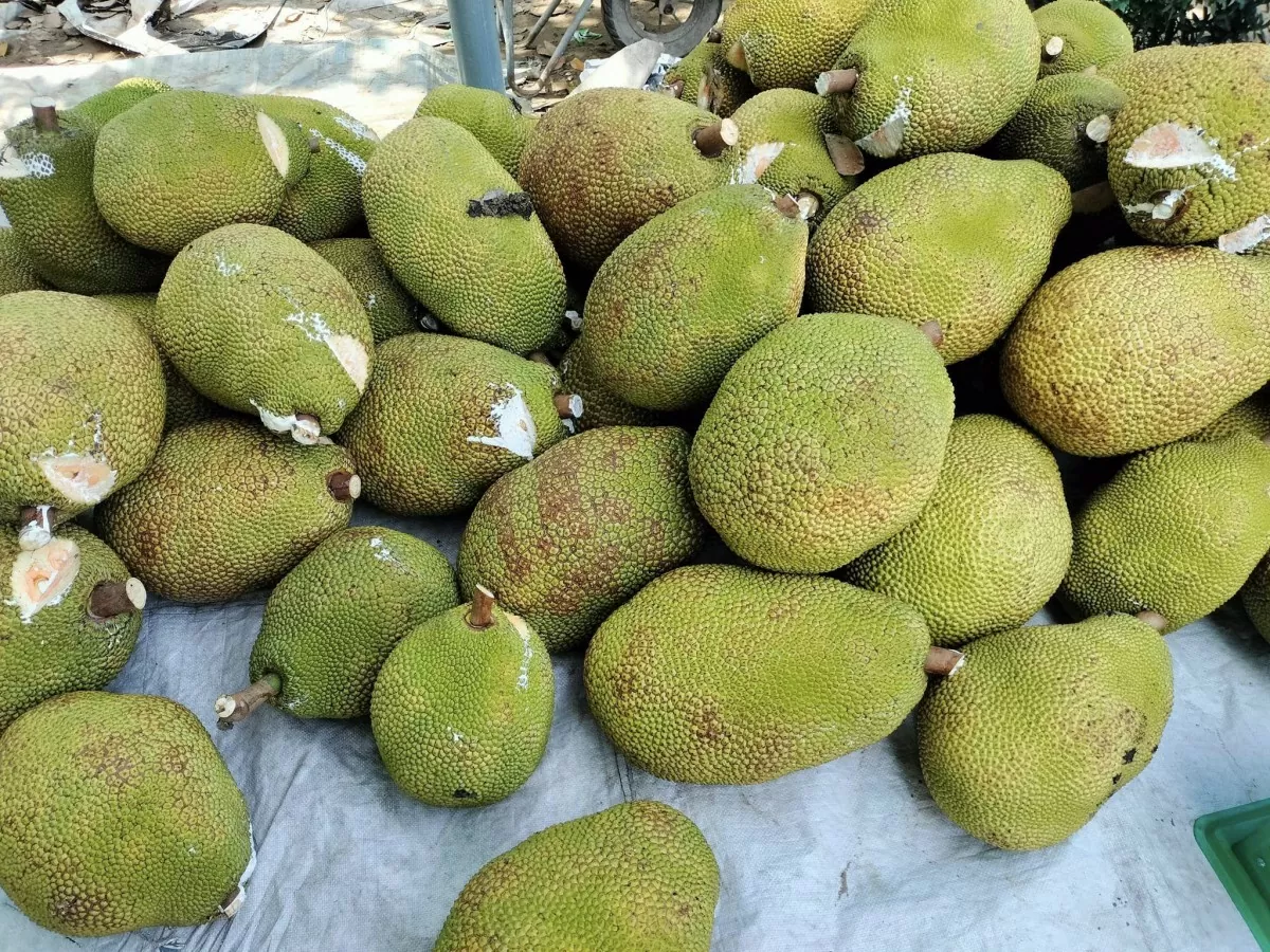 Mít miền Tây rớt giá thê thảm, đại hạ giá 1.000 đồng/kg vẫn ế