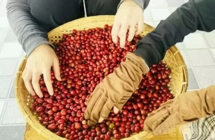 Giá cà phê Arabica tăng 0,98% trở lại mức 7.971 USD/tấn