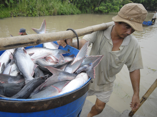 Xuất khẩu cá tra Việt Nam &quot;tuột dốc&quot;