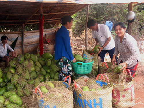 Mãng cầu là loại trái cây không thể thiếu được trên thị trường trái cây chưng Tết.