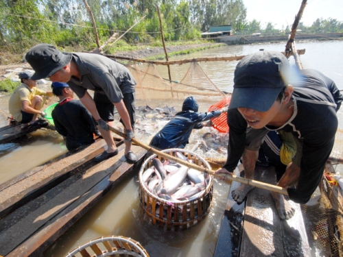 Gian nan cá tra xuất ngoại