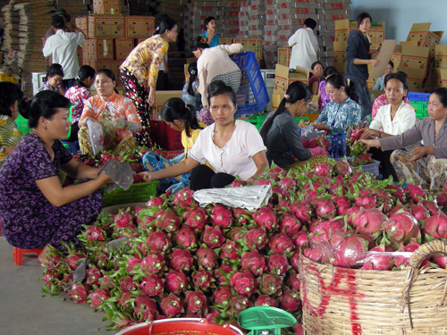 Thanh long xuất khẩu: Cạnh tranh ngày càng gay gắt