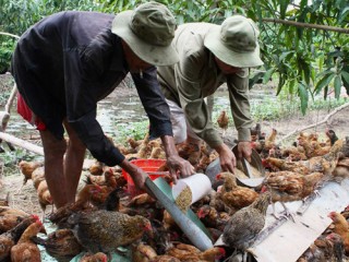 Tiền Giang: Dịch cúm gia cầm vẫn trong tầm kiểm soát