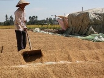 “Cắn răng” bán gạo giá thấp để khơi thông xuất khẩu