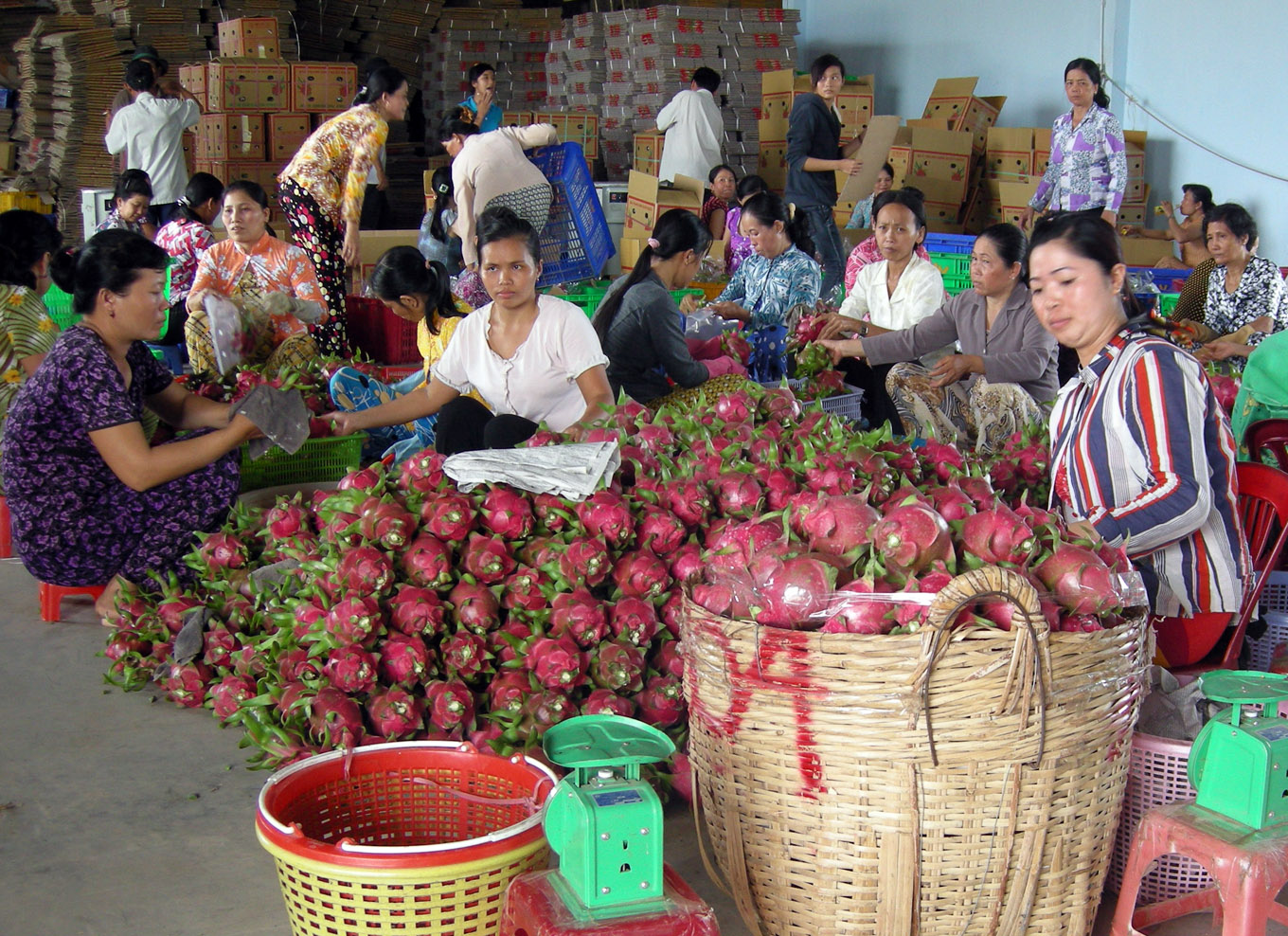 Giá thanh long bất ngờ tuột dốc mạnh