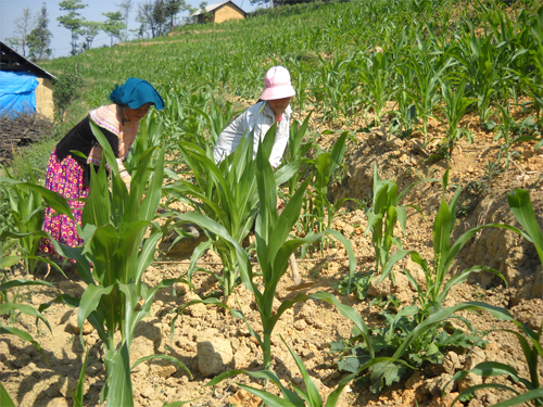 Sản phẩm mới giúp chống hạn cho cây trồng