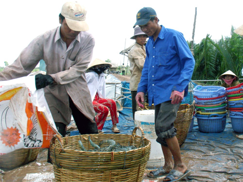 Giá tôm thế giới tăng mạnh do hội chứng tôm chết sớm