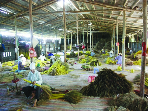 Hà Giang: Làm giàu từ cây chít