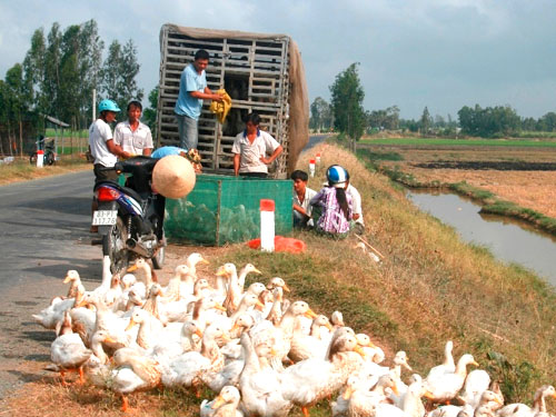 Chống dịch cúm trong tình trạng... hồi hộp!