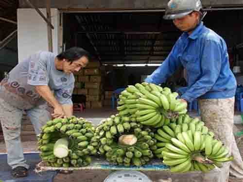 Giá tăng nên đốn cả chuối non bán cho thương lái Trung Quốc