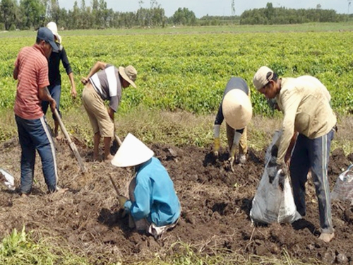 Nông dân trồng khoai mỡ “lao đao” vì giá thấp