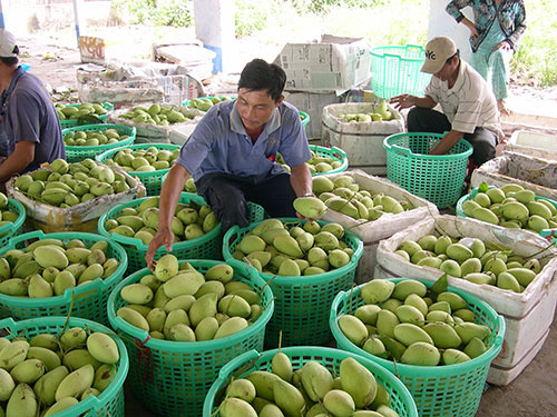 Tìm đường cho nông sản vào Nhật