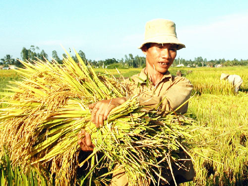 Chưa vui với lúa thơm!