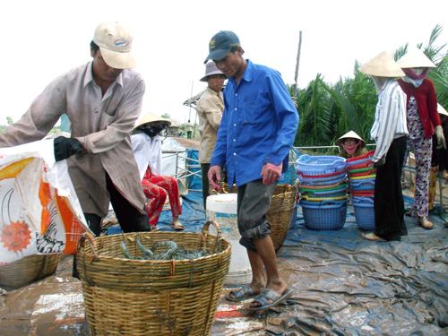 Không để tác động tâm lý làm giá tôm giảm mạnh