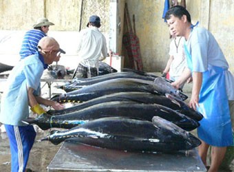 Trung Đông: Điểm đến triển vọng cho cá ngừ Việt Nam