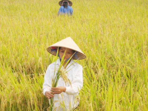 Vẫn còn lối thoát lớn cho xuất khẩu gạo