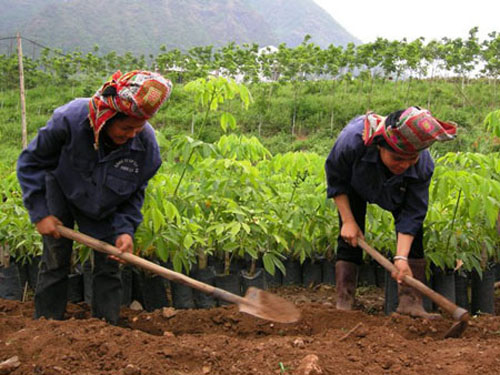 Cây cao su đang khẳng định chỗ đứng ở Điện Biên