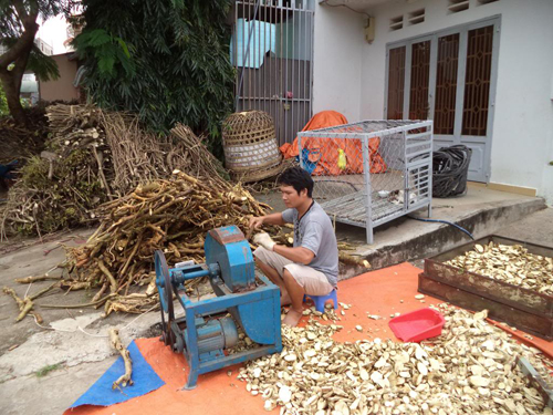 Đinh lăng thái lát, phơi khô làm thuốc