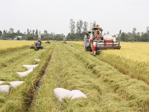 Ngành nông nghiệp cần những công nghệ cao của Nhật Bản trong công nghệ sau thu hoạch.