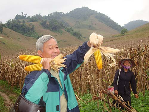 Giống ngô lai NK của Syngenta trồng tại các tỉnh miền núi Tây Bắc cho năng suất cao,âyBắcHướngđếnvùngsảnxuấtngôbềnvữ<strong>bóng đá mỹ hôm nay</strong> chất lượng tốt 