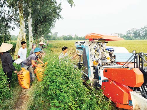 Chương trình thí điểm cho vay hỗ trợ sẽ tháo gỡ vướng mắc về tài sản đảm bảo cho nông dân