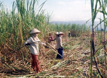 Vì sao ngành đường lãng phí năng lượng?