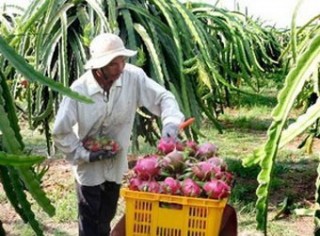 Tiền Giang: Giá thanh long tăng do khan nguồn cung