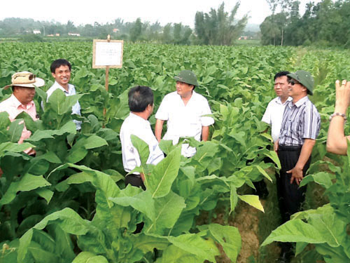 Thoát nghèo, làm giàu từ cây thuốc lá