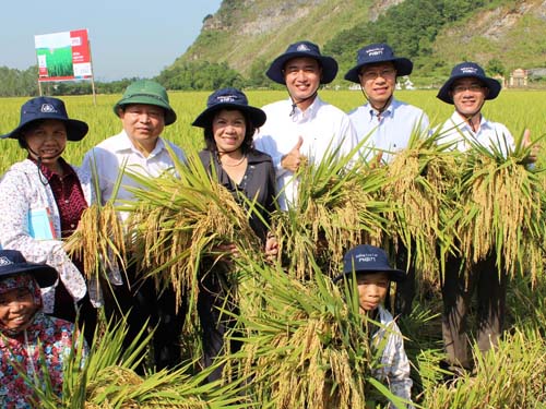 Mô hình thửa ruộng mẫu giúp nông dân tăng năng suất