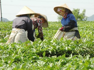 Khuyến công Phú Thọ: Đào tạo nghề cho 290 lao động