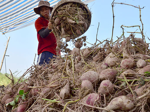 Trái cây, rau củ... sang EU, Ấn Độ