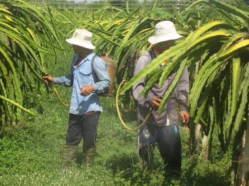 Tìm đường mới cho thanh long xuất ngoại