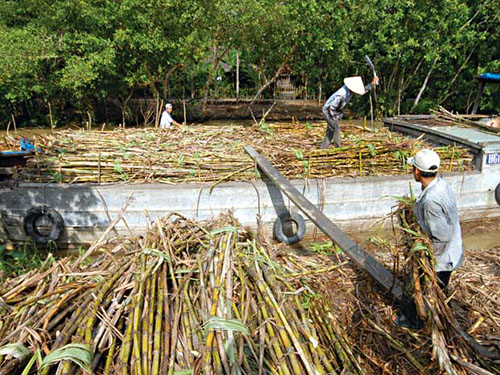 Lối thoát cho ngành mía đường