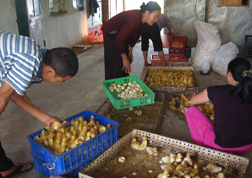 Lựa chọn giống gia cầm tại cơ sở ấp trứng Hà Tây