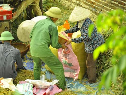 Một nền nông nghiệp... may rủi