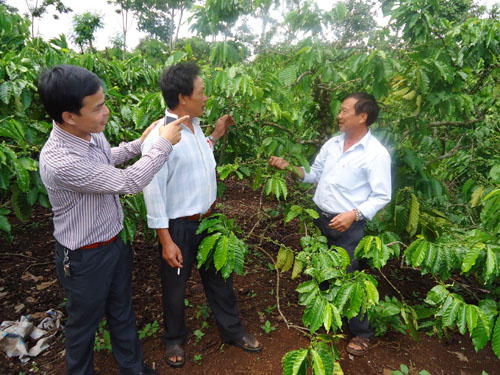 &quot;Cứu&quot; cây cà phê và tiêu ở Tây Nguyên