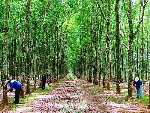 Cơ hội làm ăn ở Champasak, Lào