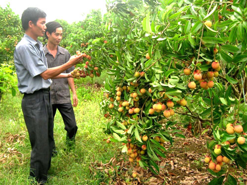 Những quả vải “trọc đầu”