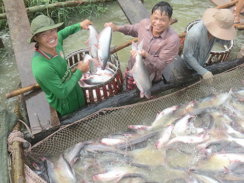 Thu hoạch cá tra bán cho thương lái tiêu thụ nội địa giá 22.000 đồng/kg ở ao nuôi của ông Lê Văn Cường (Hòa Lạc, Phú Tân, An Giang)
