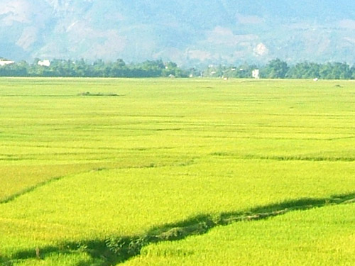 Doanh nghiệp có ruộng