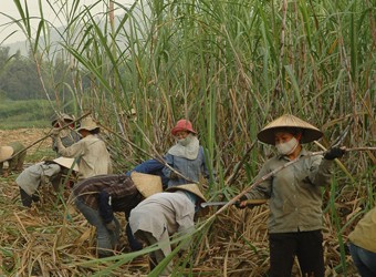 Phát điện từ bã mía: Gặp khó từ vốn và công nghệ