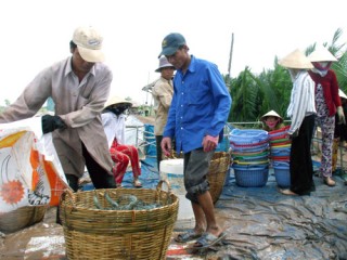 Tiền Giang: Hết tôm nhưng giá vẫn giảm mạnh