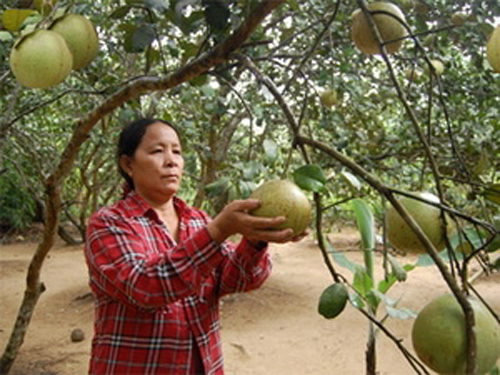 Xây dựng thương hiệu để bưởi thanh trà vươn xa