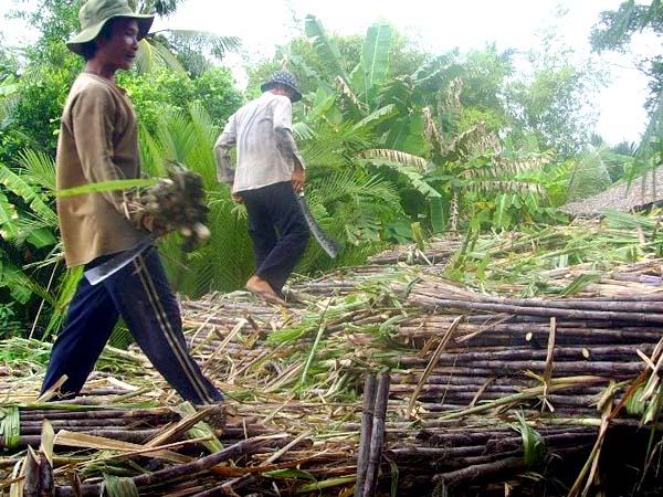 Ngành mía đường: Kiến nghị được xuất khẩu